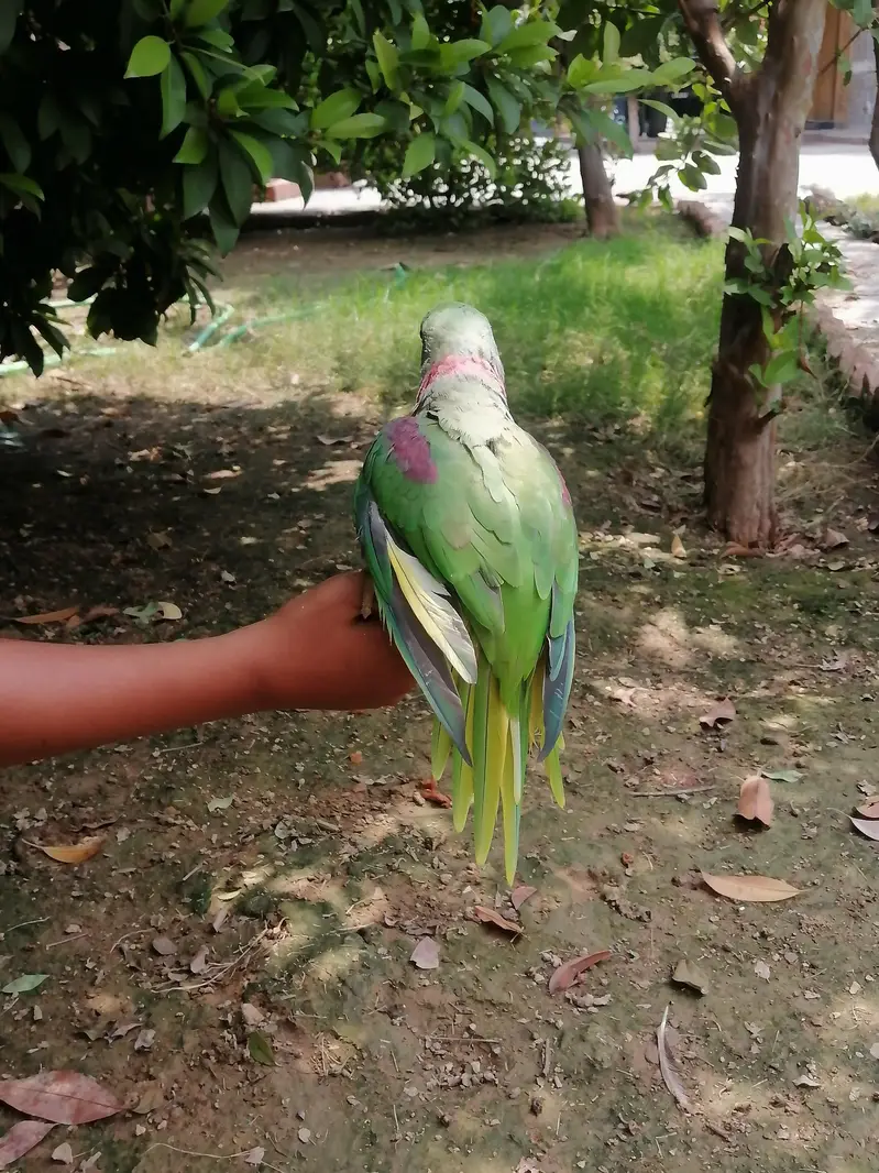 parrot sale — photo 3