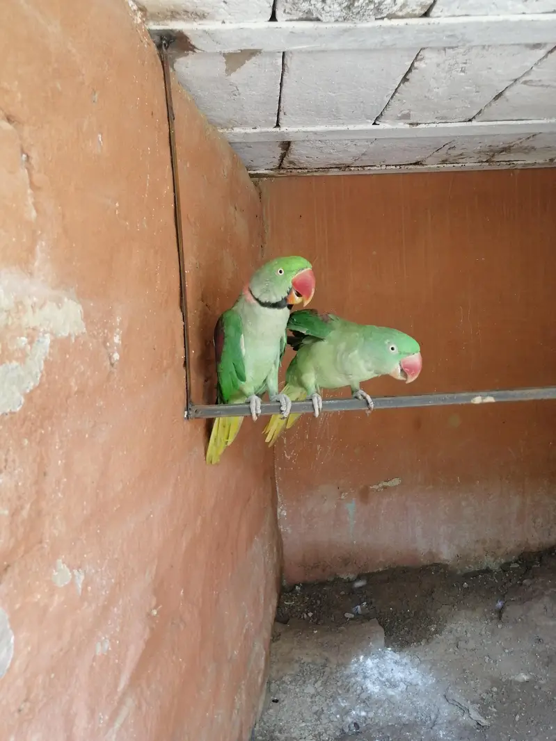 parrot sale — photo 4