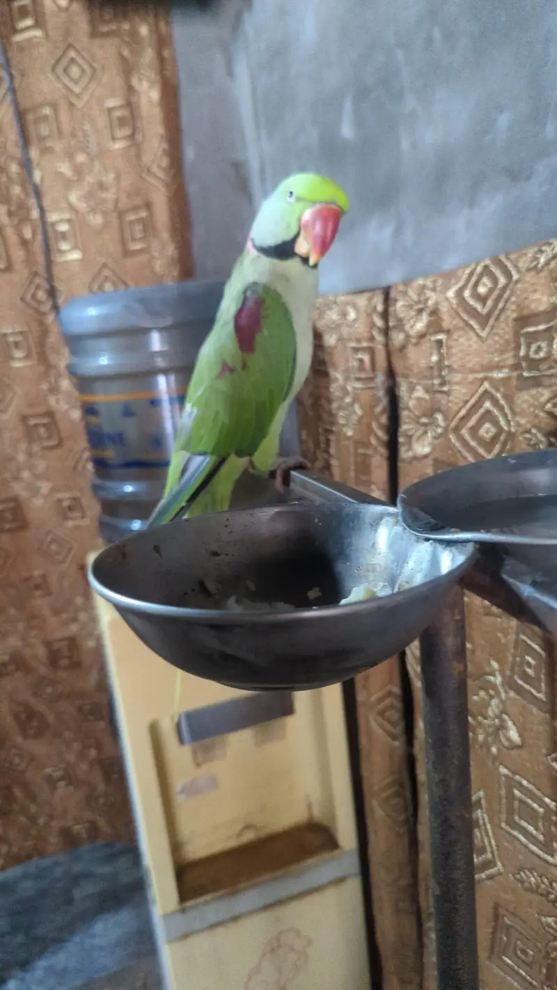 Gani Waly toty jora — photo 2