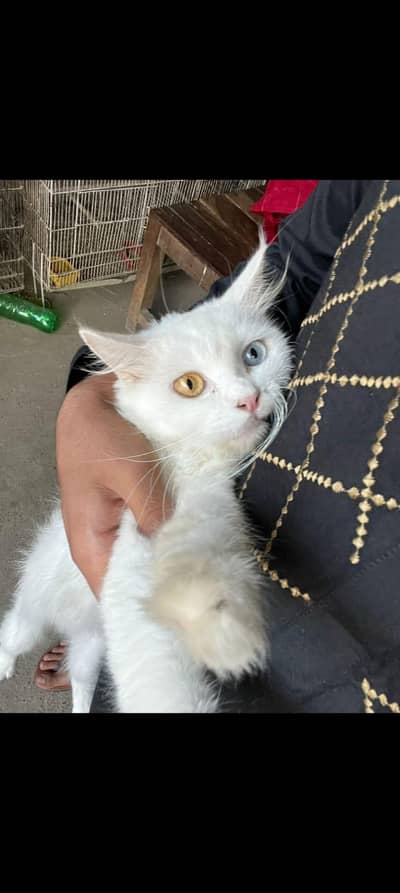 Russian cat all white  and soo exalted