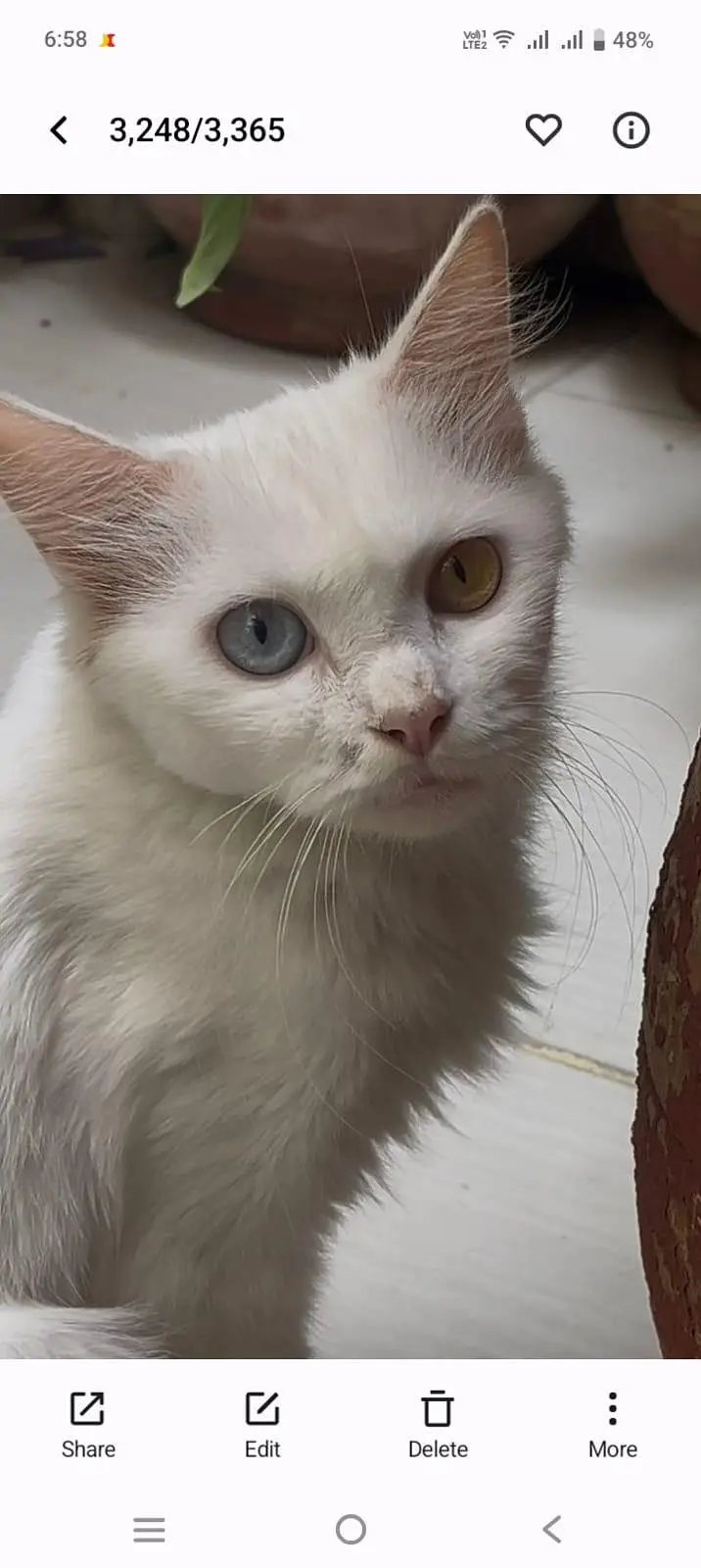 Russian cat all white  and soo exalted — photo 2