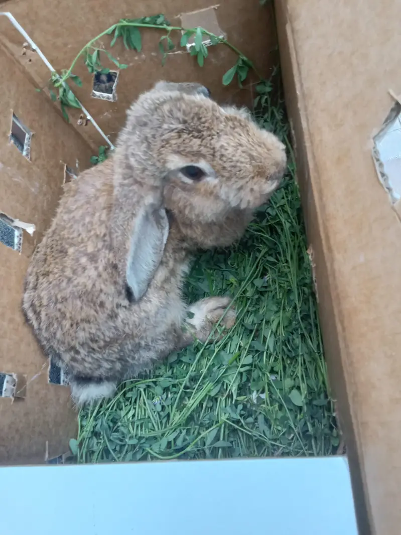 Holland loop female