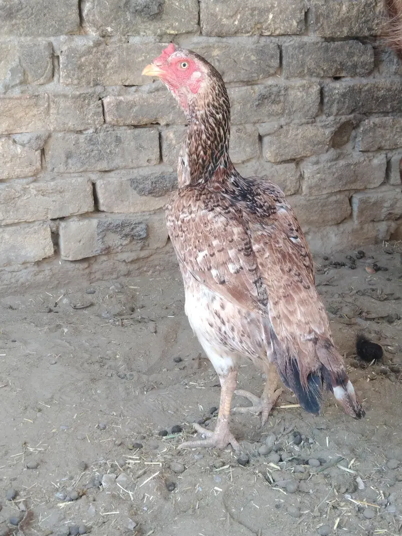 aseel — photo 3