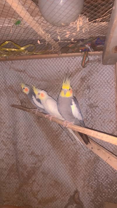 Aik breeder pair or aik female hai