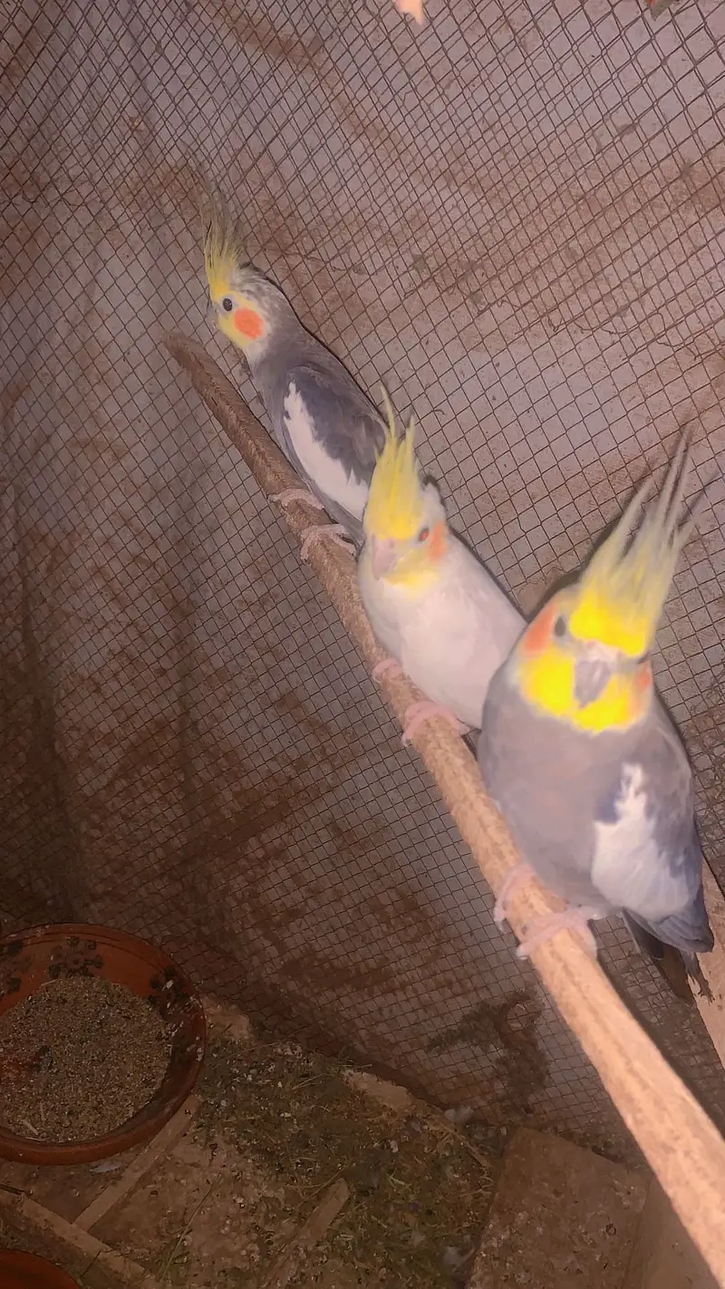 Aik breeder pair or aik female hai — photo 2
