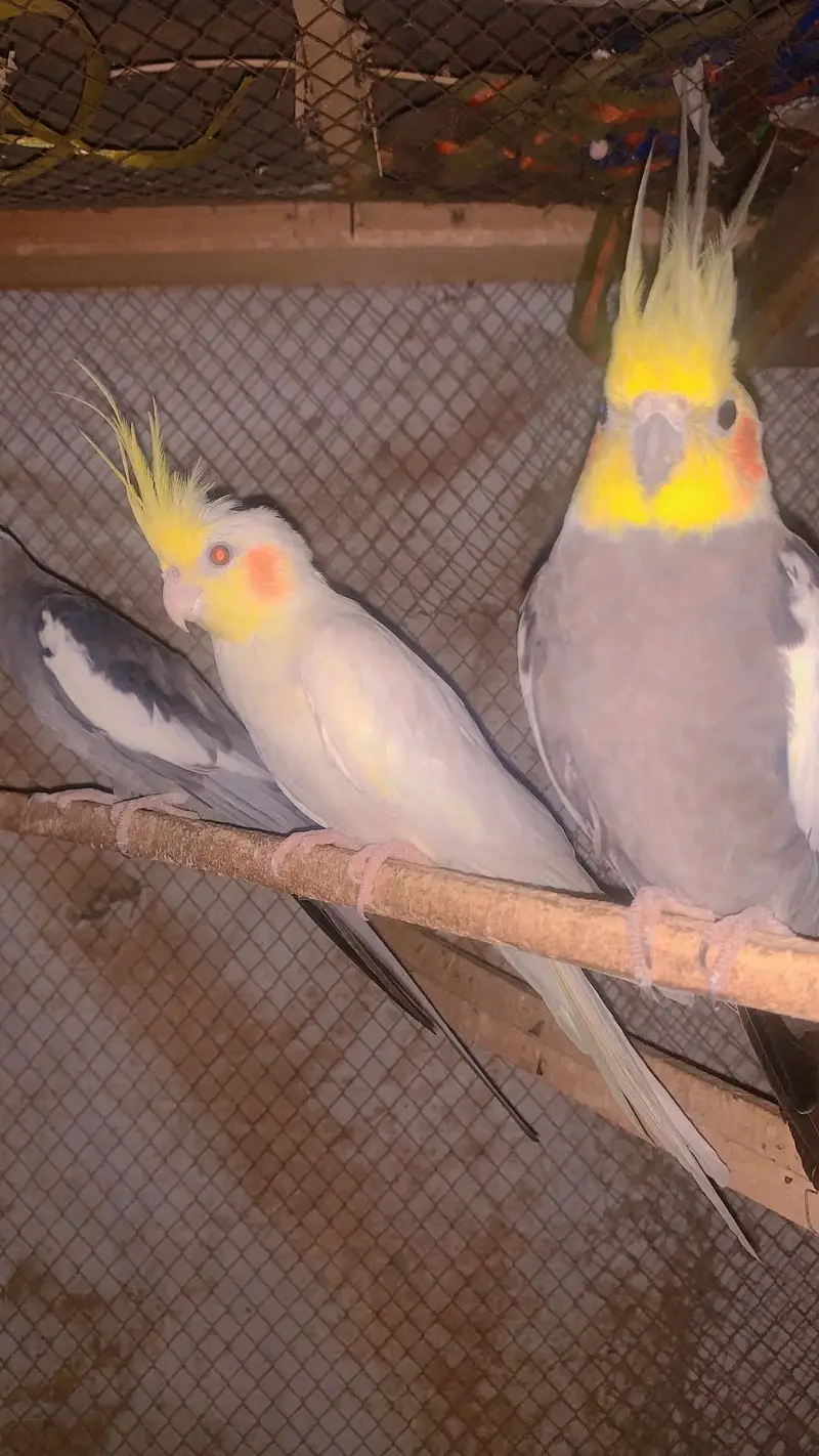 Aik breeder pair or aik female hai — photo 3