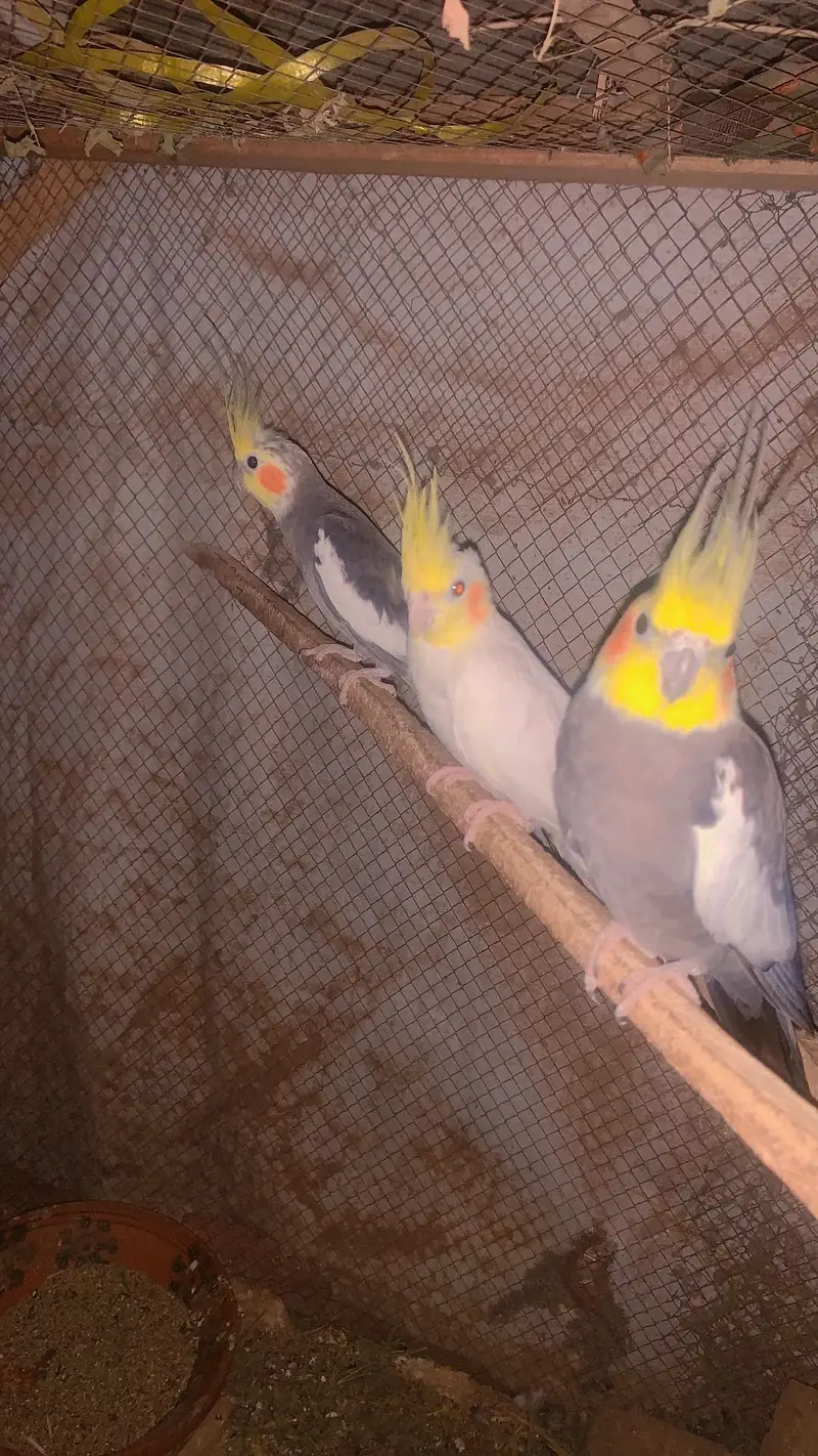Aik breeder pair or aik female hai — photo 4