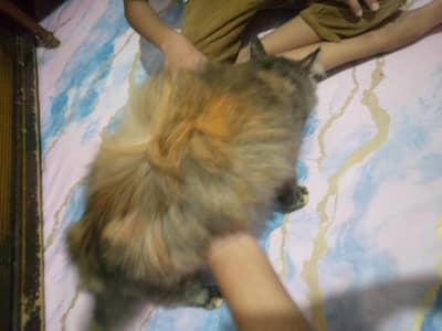 Persian Female cat