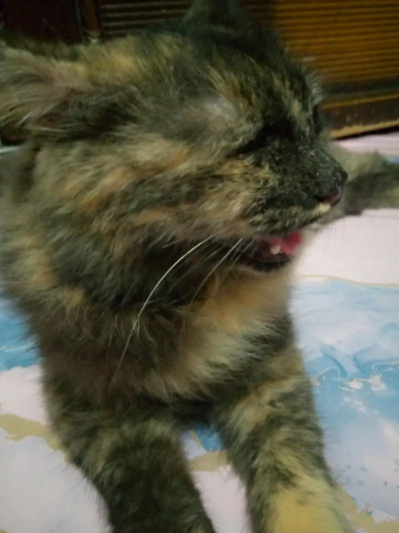 Persian Female cat — photo 2