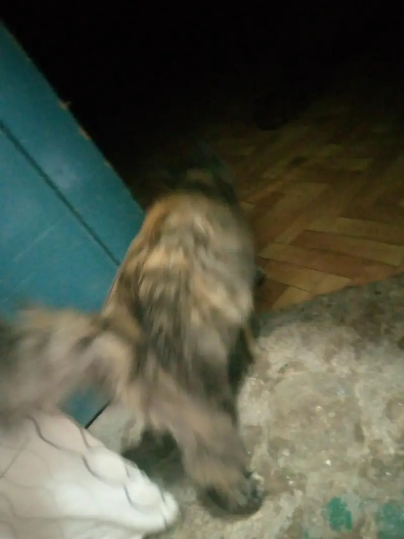 Persian Female cat — photo 3