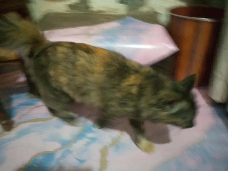 Persian Female cat — photo 4