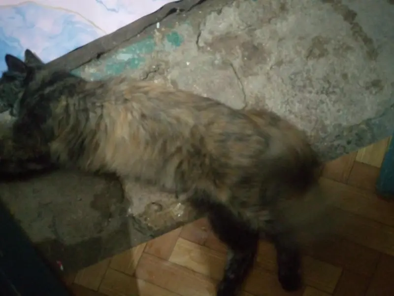 Persian Female cat — photo 5
