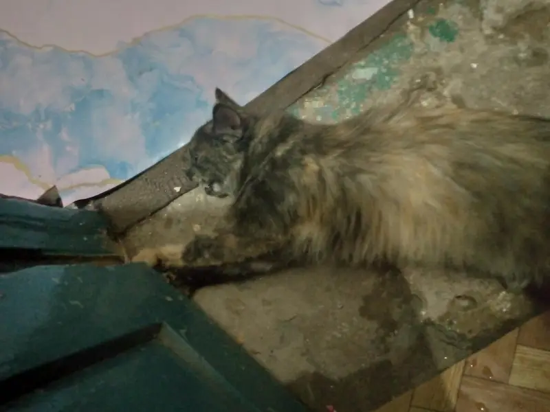 Persian Female cat — photo 6