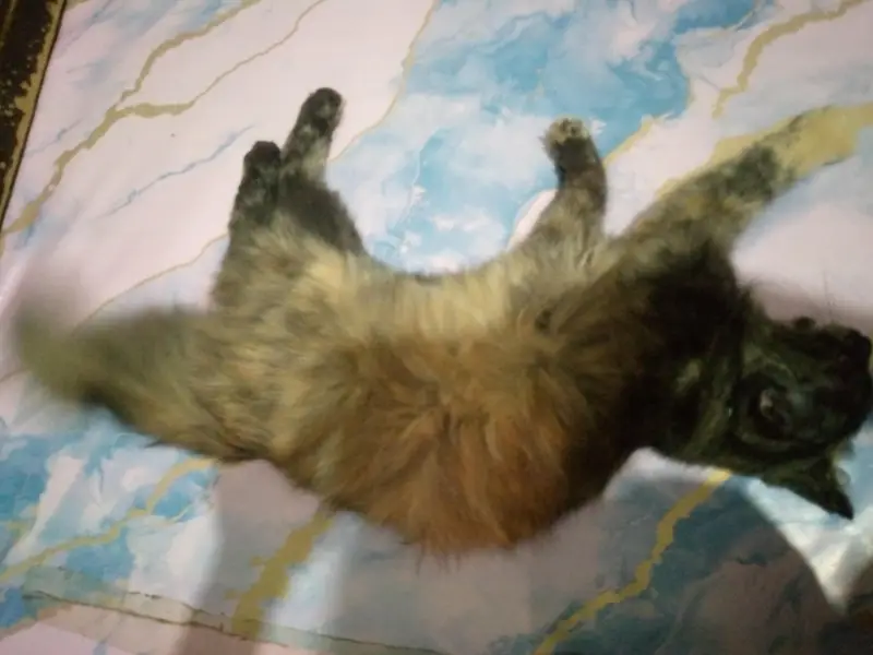 Persian Female cat — photo 7