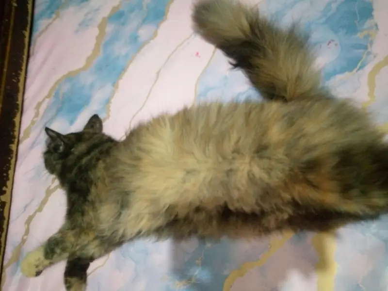 Persian Female cat — photo 8