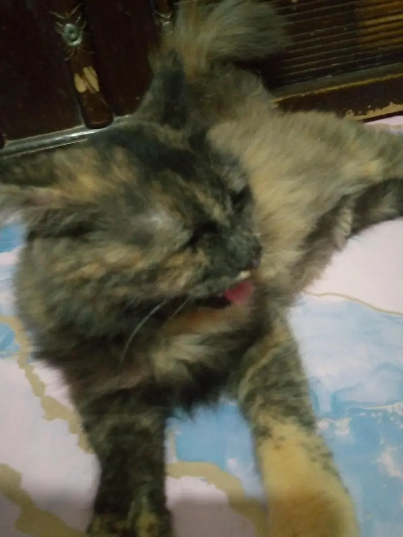 Persian Female cat — photo 9