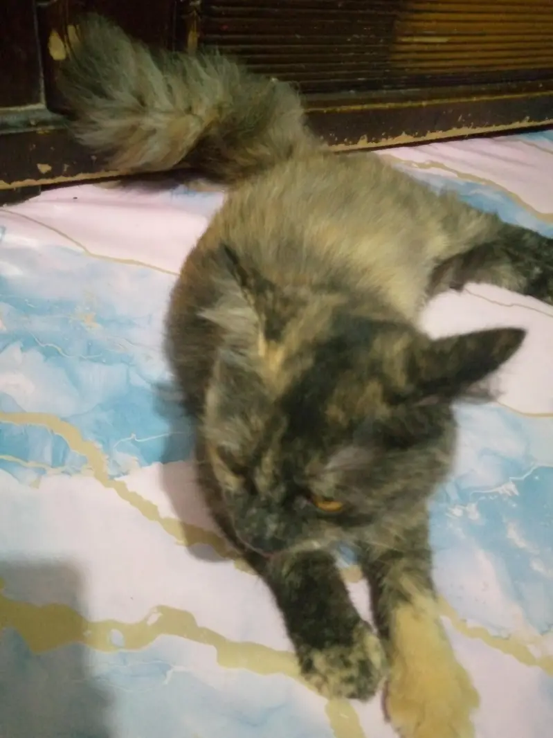 Persian Female cat — photo 10