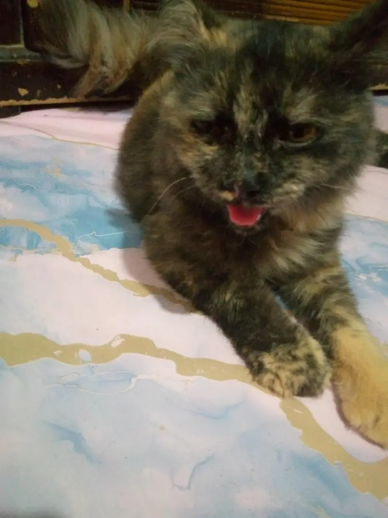 Persian Female cat — photo 11