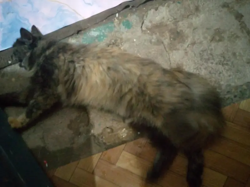 Persian Female cat — photo 12