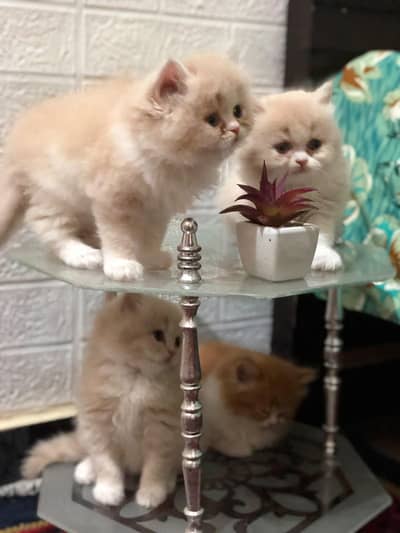 persian kitten for sale