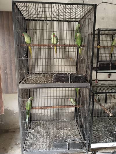 Big birds Cages