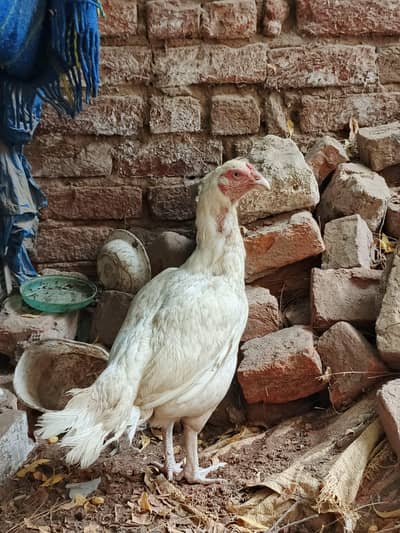 high quality heera female