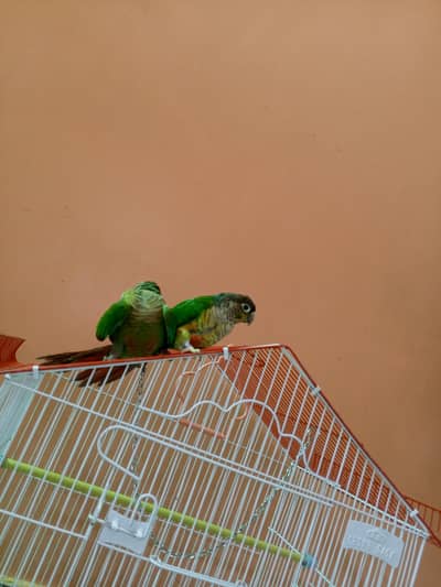 cages and birds for sale