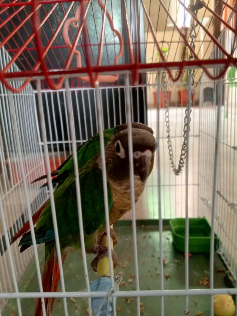 cages and birds for sale — photo 2