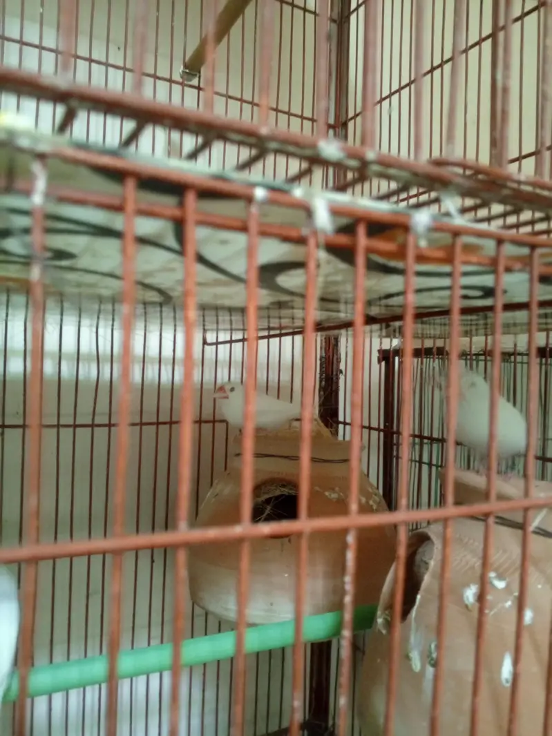 cages and birds for sale — photo 3