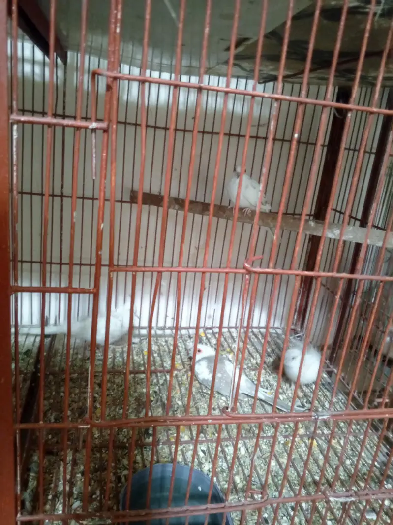 cages and birds for sale — photo 4