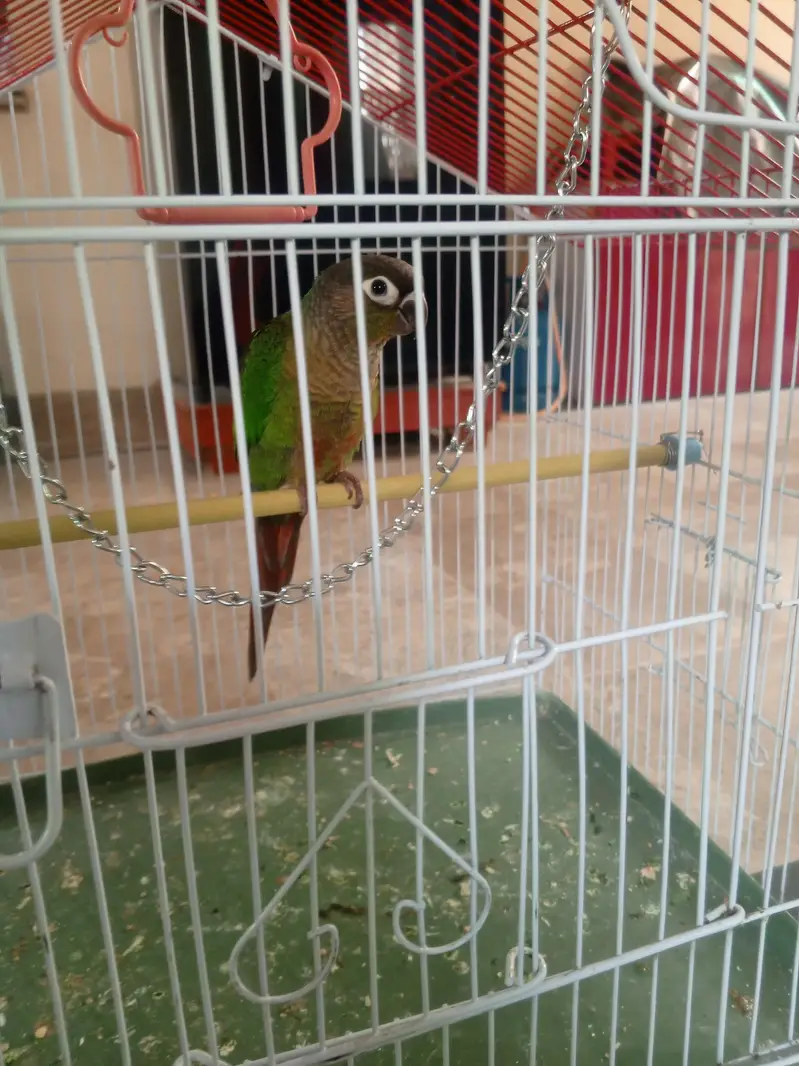 cages and birds for sale — photo 10