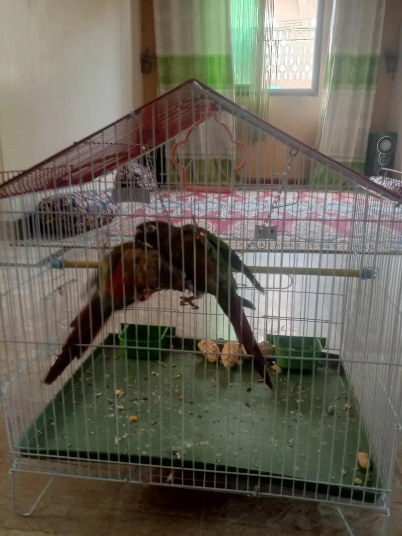 cages and birds for sale — photo 11