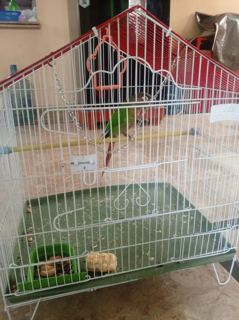 cages and birds for sale — photo 12