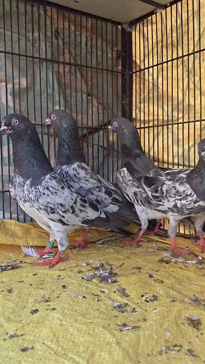 Pigeon Pairs