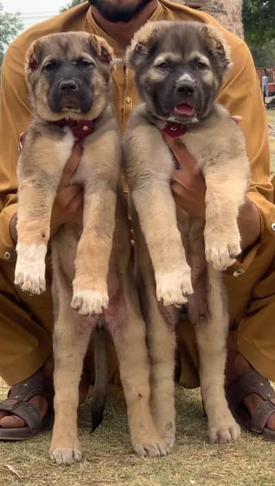 kurdish kangal | kurdish puppy | kurdish kangal security dog for sale