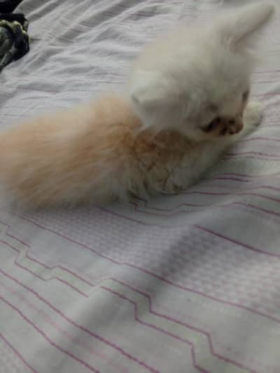 Persian kitten female