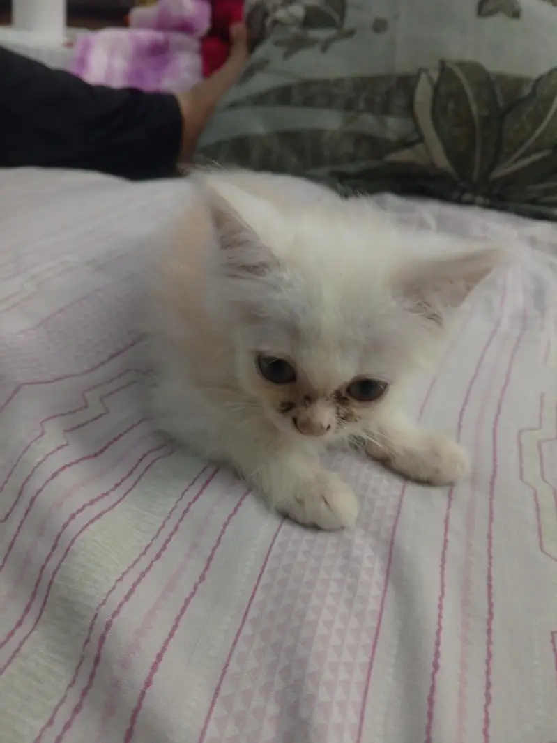 Persian kitten female — photo 2