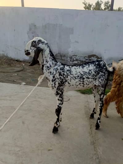 makhii cheni bakrii active