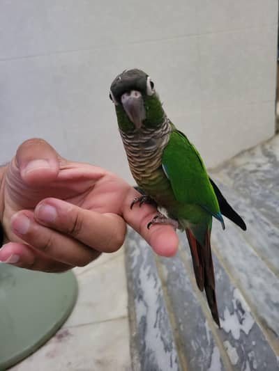 Tamed Green check conure for sale