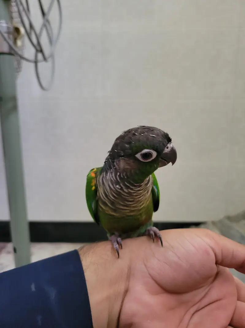 Tamed Green check conure for sale — photo 2