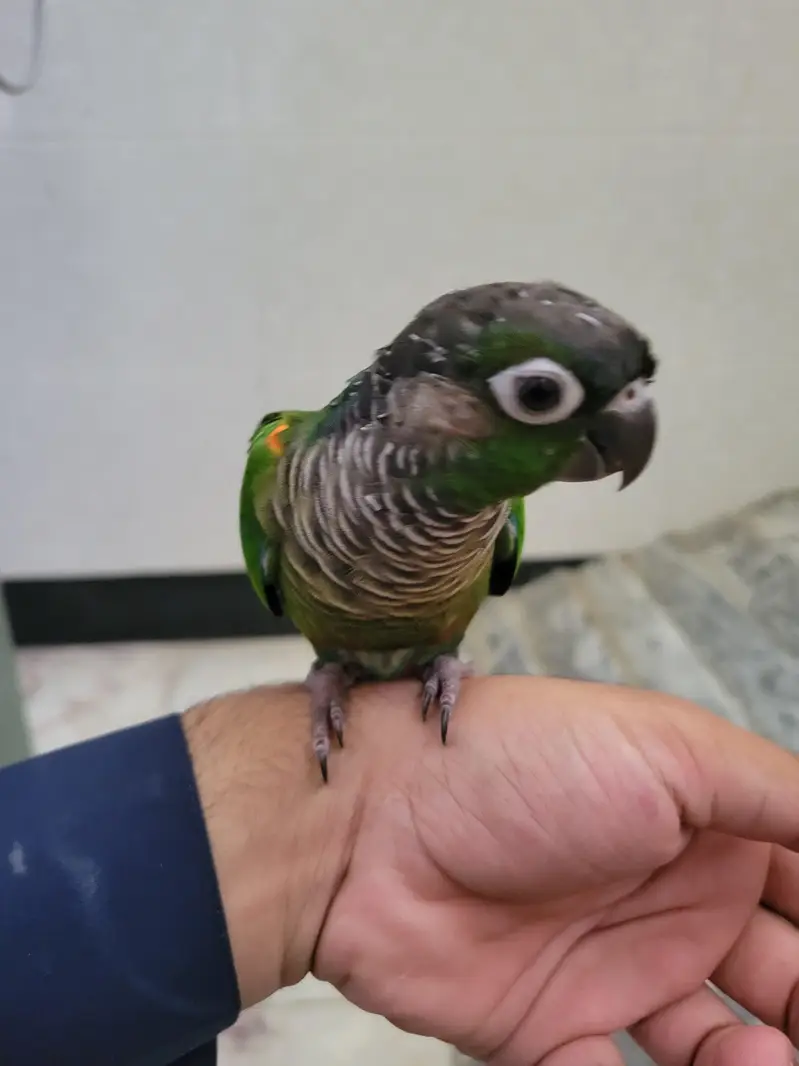 Tamed Green check conure for sale — photo 3