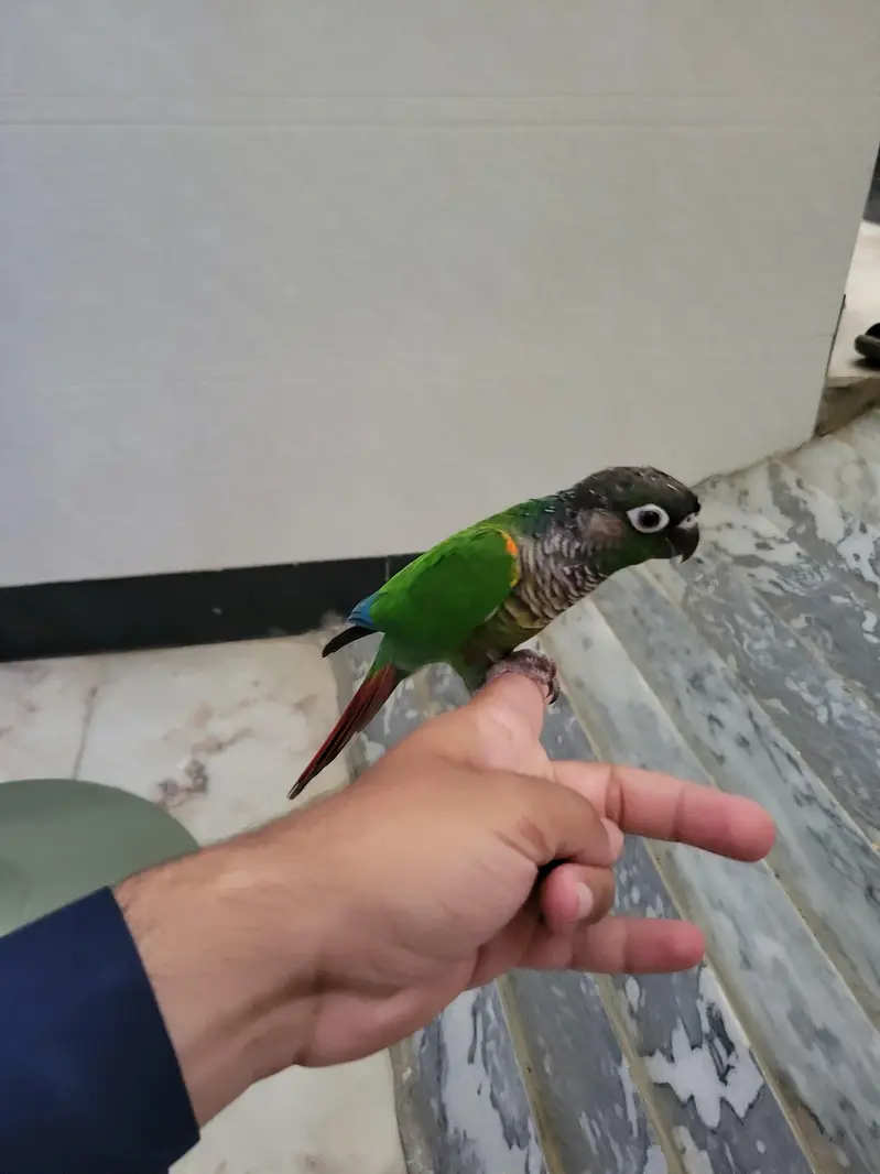 Tamed Green check conure for sale — photo 4