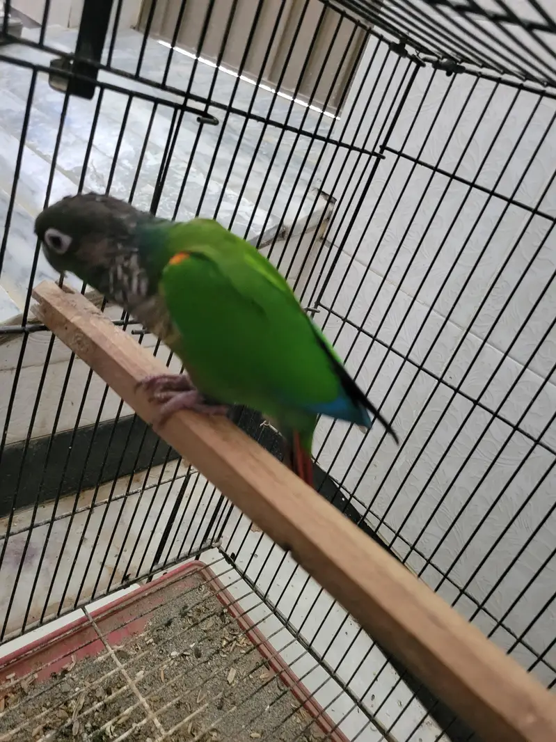 Tamed Green check conure for sale — photo 5