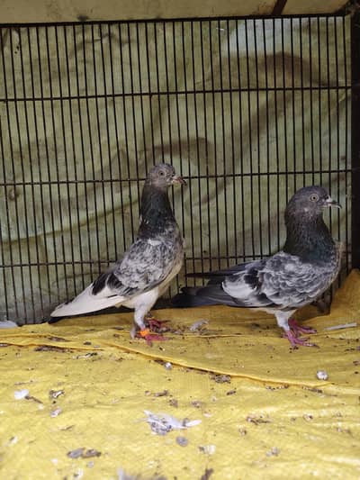 Pigeon Pairs