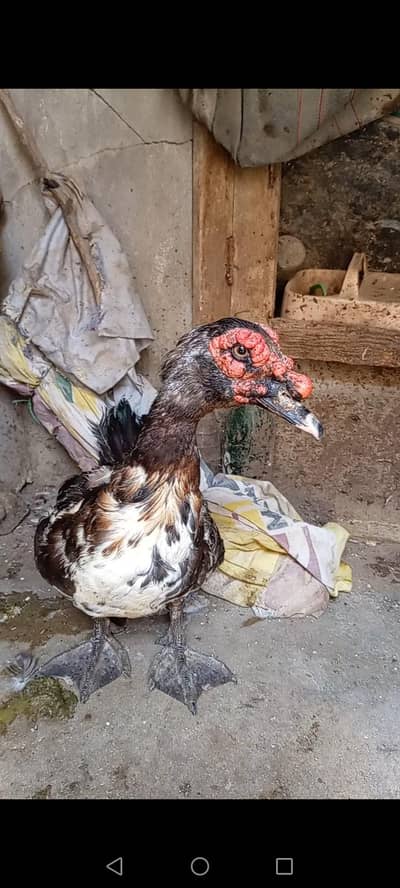 American duck for sale healthy and active