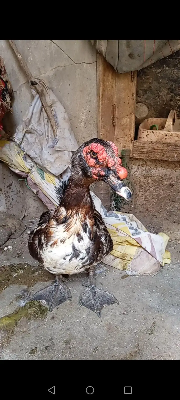 American duck for sale healthy and active — photo 2