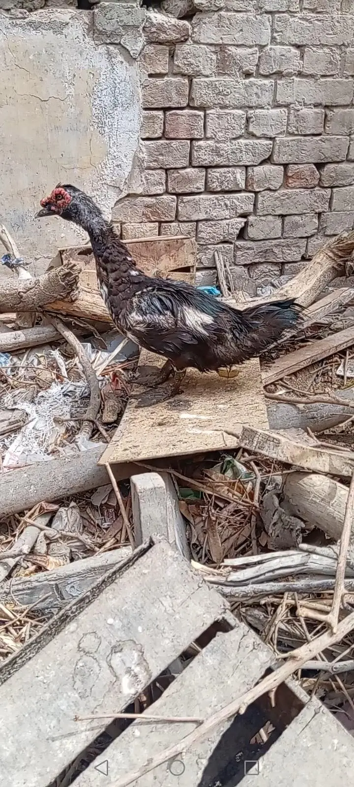 American duck for sale healthy and active — photo 3