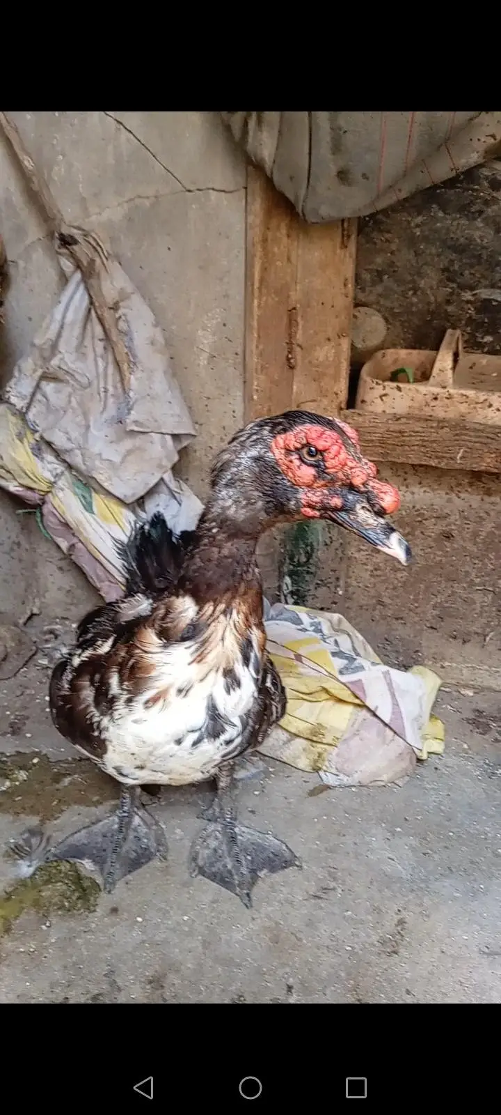 American duck for sale healthy and active — photo 4