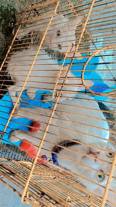 person cats for sale