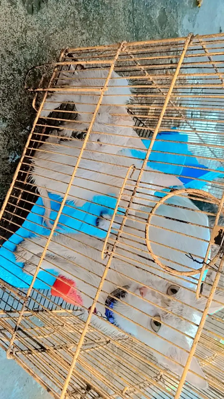 person cats for sale — photo 4